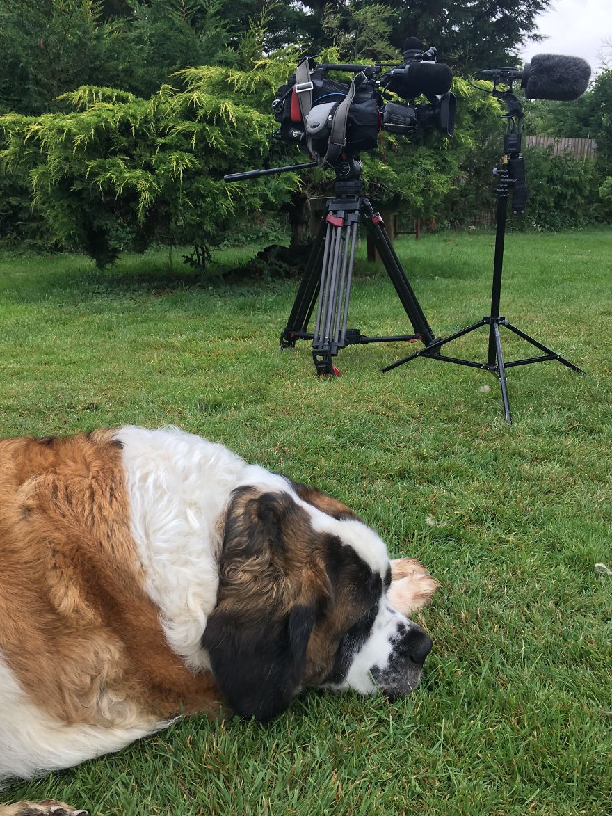 Meet Daisy, The 55kg St Bernard Who Had To Be Rescued From England’s Highest Mountain