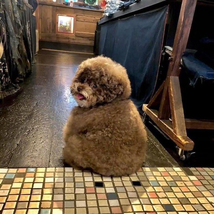 Fluffy Poodle Is Going Viral For Its Human-Like Expressions Fluffy Poodle Is Going Viral For Its Human-Like Expressions