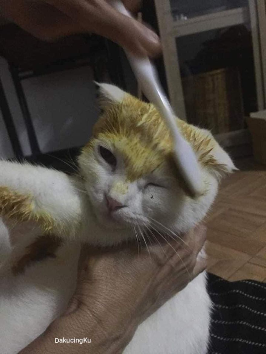 Thai Woman Uses Turmeric For Her Cat's Fungal Infection, And The Cat Accidentally Turns Yellow (12 Pics)