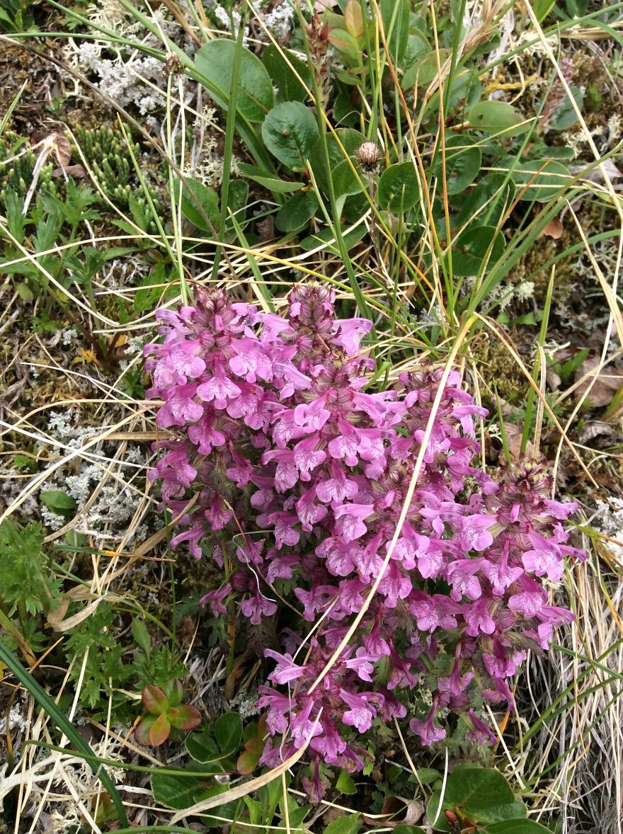 Alaskan Tundra Flowers!