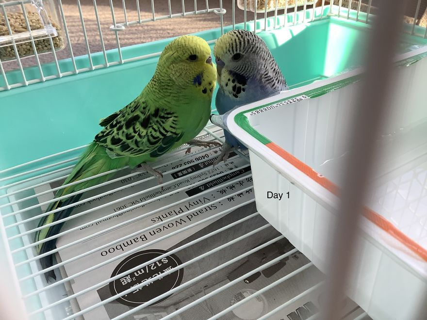 I Take So Many Photos Of My Budgies, And Here Are A Few Favorites! I Take So Many Photos Of My Budgies, And Here Are A Few Favorites!