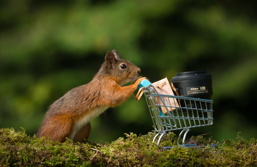 To Spread Some Joy, I Photograph Squirrels Playing In My Garden To Spread Some Joy, I Photograph Squirrels Playing In My Garden