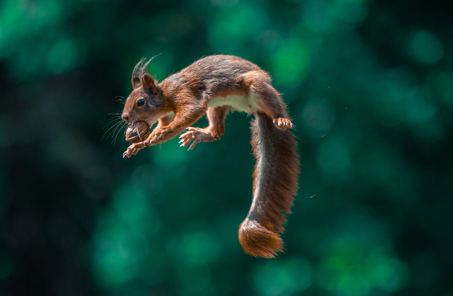 To Spread Some Joy, I Photograph Squirrels Playing In My Garden To Spread Some Joy, I Photograph Squirrels Playing In My Garden