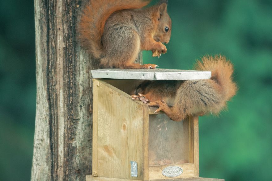 To Spread Some Joy, I Photograph Squirrels Playing In My Garden To Spread Some Joy, I Photograph Squirrels Playing In My Garden