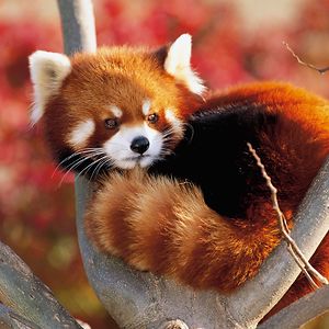 raccoonredpanda10 avatar