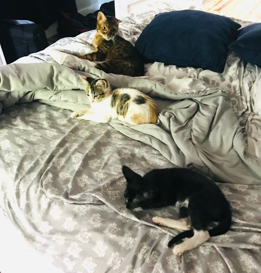 My 18 Pics Of Two Kittens That I Adopted During The Pandemic