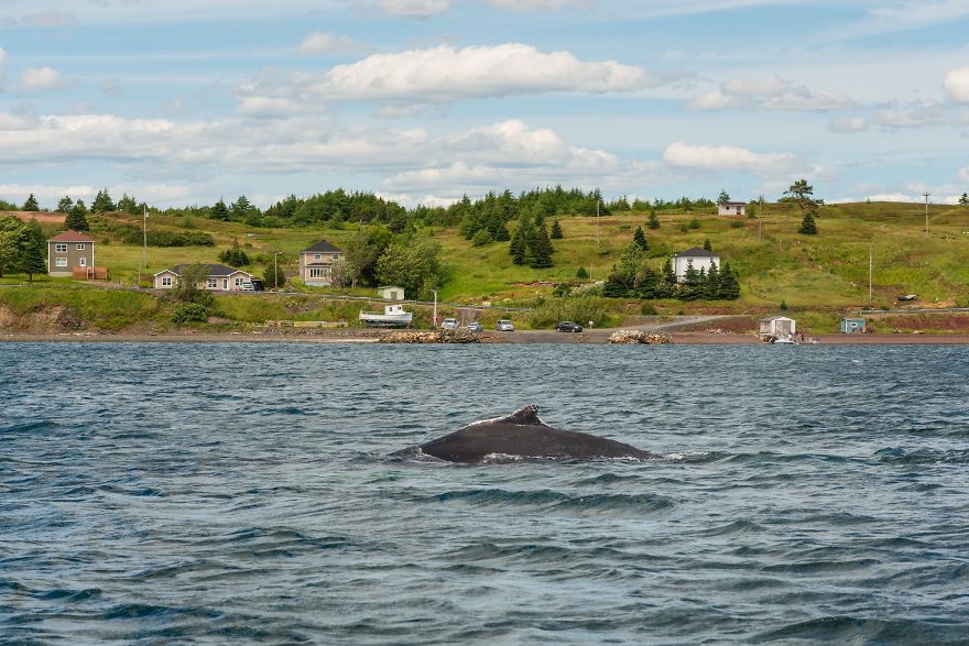 When Dozens Of Whales Arrived In My Town, I Took Out My Drone To Take These 21 Pics When Dozens Of Whales Arrived In My Town, I Took Out My Drone To Take These 21 Pics