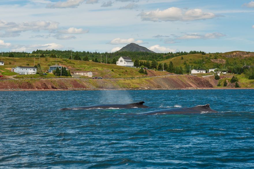 When Dozens Of Whales Arrived In My Town, I Took Out My Drone To Take These 21 Pics When Dozens Of Whales Arrived In My Town, I Took Out My Drone To Take These 21 Pics