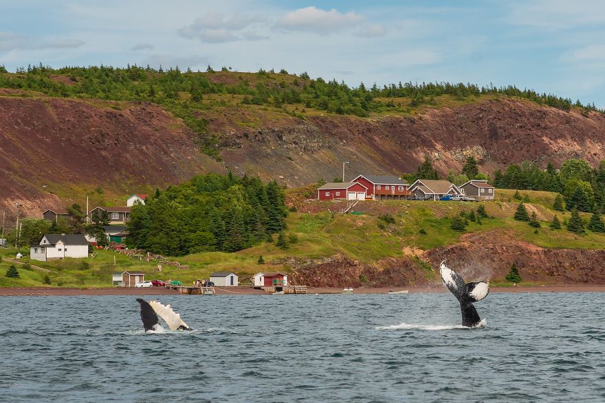 When Dozens Of Whales Arrived In My Town, I Took Out My Drone To Take These 21 Pics