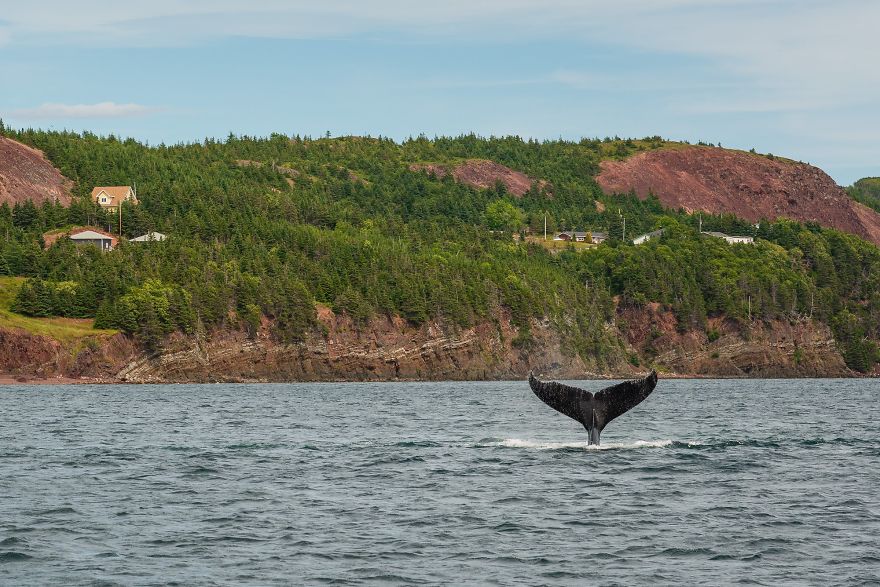 When Dozens Of Whales Arrived In My Town, I Took Out My Drone To Take These 21 Pics