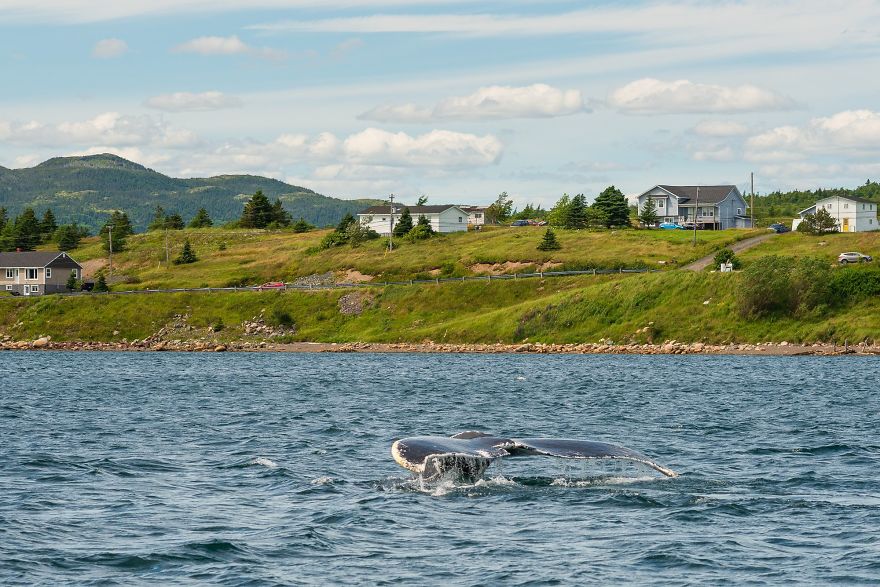 When Dozens Of Whales Arrived In My Town, I Took Out My Drone To Take These 21 Pics