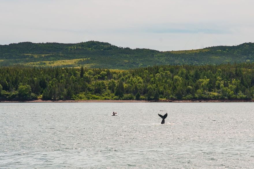 When Dozens Of Whales Arrived In My Town, I Took Out My Drone To Take These 21 Pics When Dozens Of Whales Arrived In My Town, I Took Out My Drone To Take These 21 Pics
