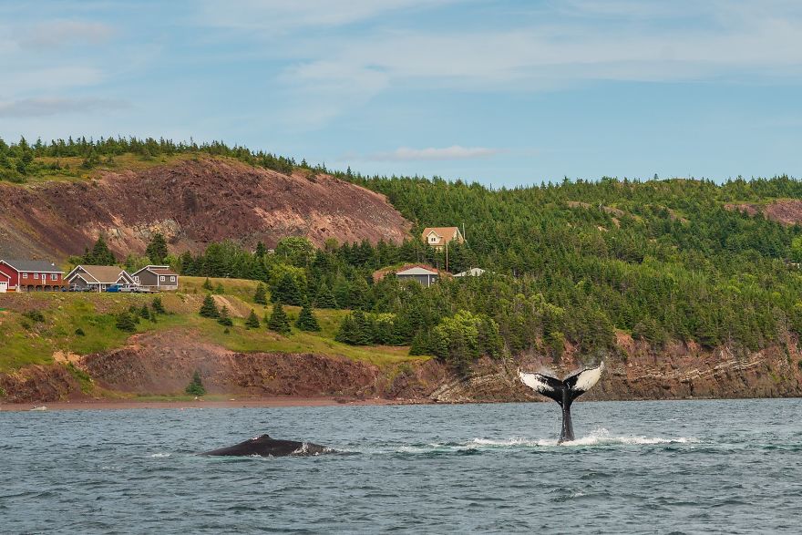 When Dozens Of Whales Arrived In My Town, I Took Out My Drone To Take These 21 Pics When Dozens Of Whales Arrived In My Town, I Took Out My Drone To Take These 21 Pics