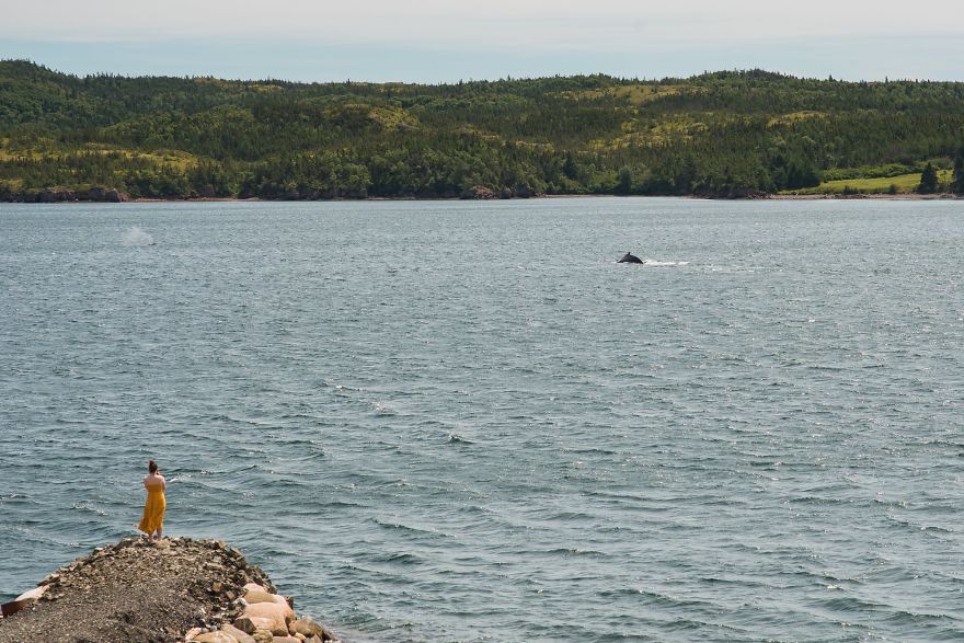 When Dozens Of Whales Arrived In My Town, I Took Out My Drone To Take These 21 Pics