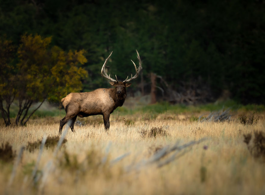 Bull Elk Stands Tall Against The Fall Forest. Photographed In The Mountains Of Colorado