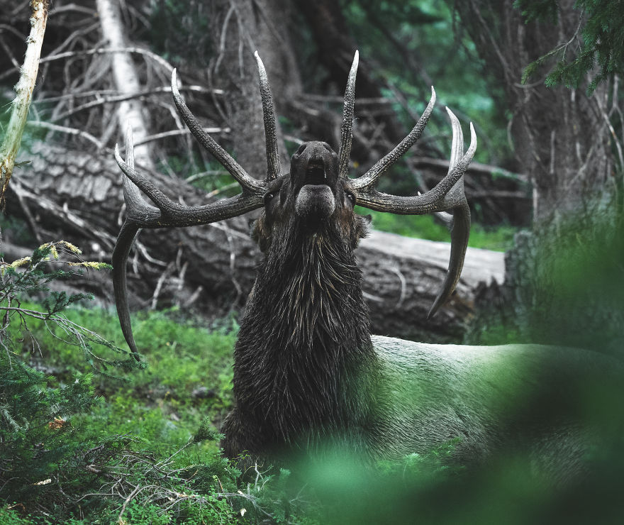 Large Bull Elk Lifts His Head To Sound His Mating Call In The Early Morning Before Sunrise. Photographed In The Colorado Rocky Mountains