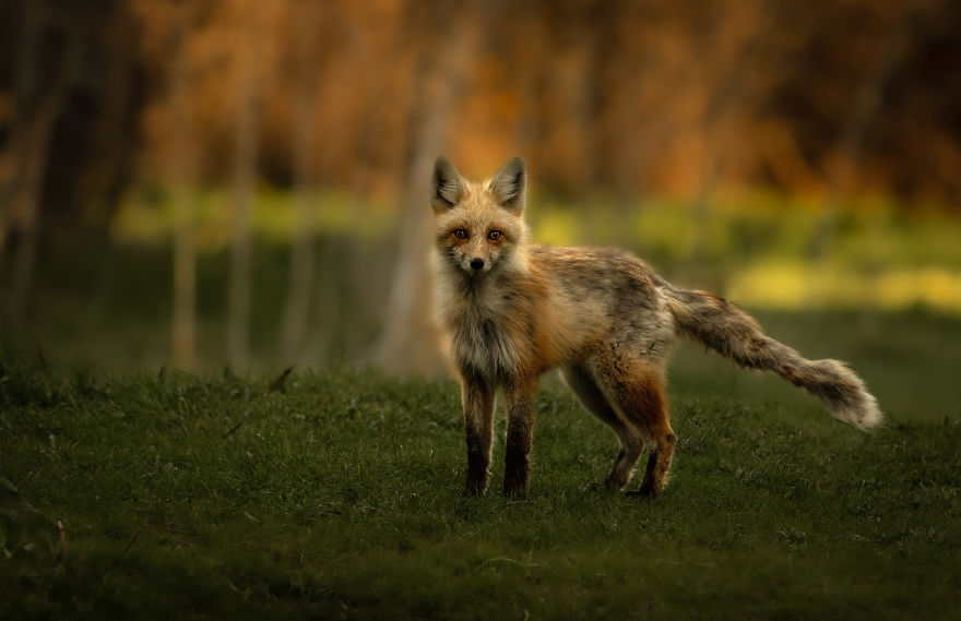 Young Fox Stands Playfully Atop A Hill At Sunset. Photographed In Utah