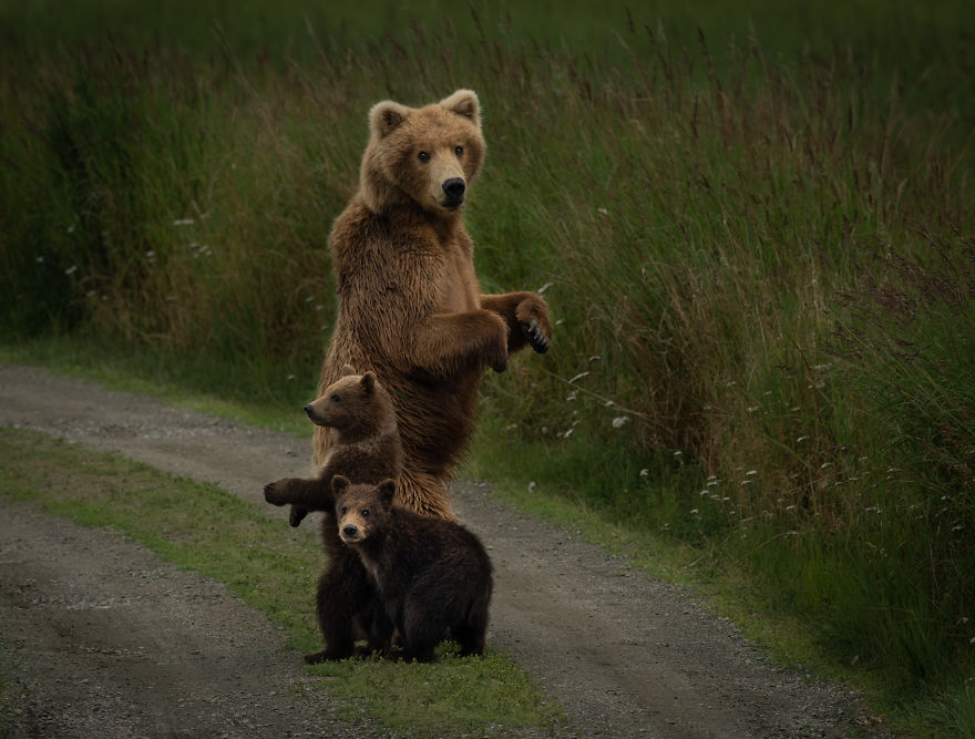 Mother Brown Bear Stands Guard Over Her Two Cubs Of The Year. Photographed On The Alaska Peninsula