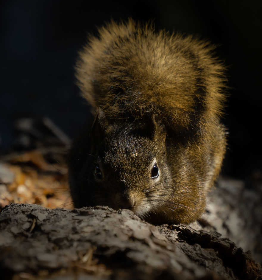Shy Squirrel Hides His Nose Before Bounding Up The Tree. Photographed In Utah