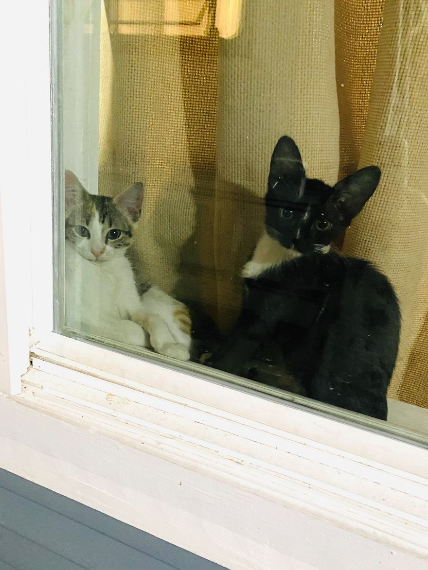 I Bought An Old 1995 RV, And Here's How I Transformed It Into A Beautiful Home For Me And Two Kittens That I Recently Adopted (21 Pics) I Bought An Old 1995 RV, And Here's How I Transformed It Into A Beautiful Home For Me And Two Kittens That I Recently Adopted (21 Pics)
