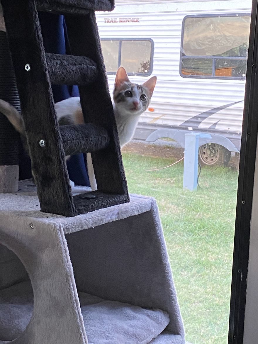 I Bought An Old 1995 RV, And Here's How I Transformed It Into A Beautiful Home For Me And Two Kittens That I Recently Adopted (21 Pics) I Bought An Old 1995 RV, And Here's How I Transformed It Into A Beautiful Home For Me And Two Kittens That I Recently Adopted (21 Pics)