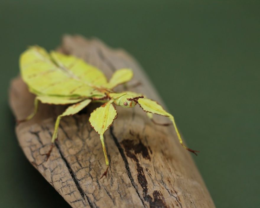 I Use My Unique Technique To Create Realistic Animals And Plants From Paper (34 New Pics) I Use My Unique Technique To Create Realistic Animals And Plants From Paper (34 New Pics)
