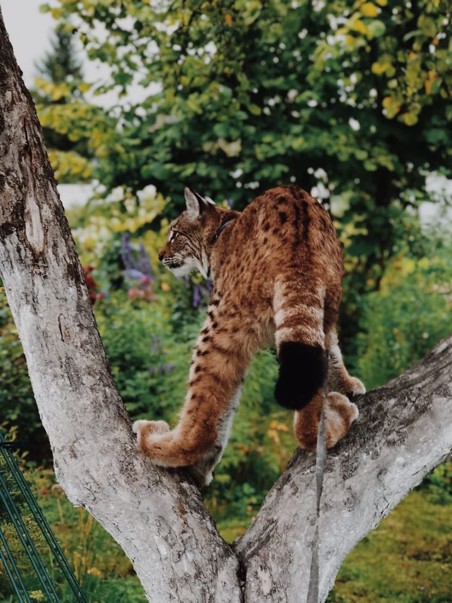 I Adopted Two Lynxes From A Fur Farm, Now I Live With 2 Big 'Cats,' 8 Dogs, And 3 Horses I Adopted Two Lynxes From A Fur Farm, Now I Live With 2 Big 'Cats,' 8 Dogs, And 3 Horses