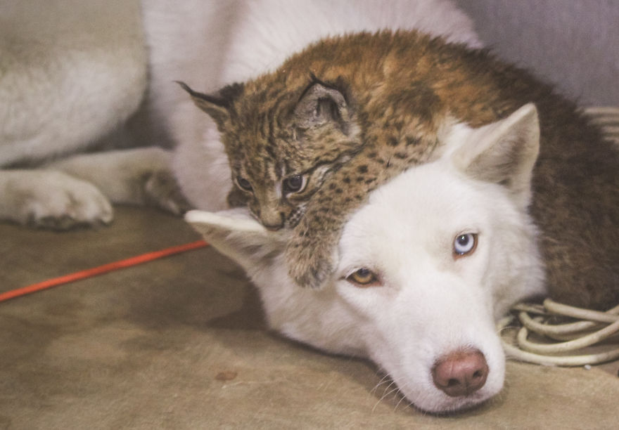 I Adopted Two Lynxes From A Fur Farm, Now I Live With 2 Big 'Cats,' 8 Dogs, And 3 Horses I Adopted Two Lynxes From A Fur Farm, Now I Live With 2 Big 'Cats,' 8 Dogs, And 3 Horses