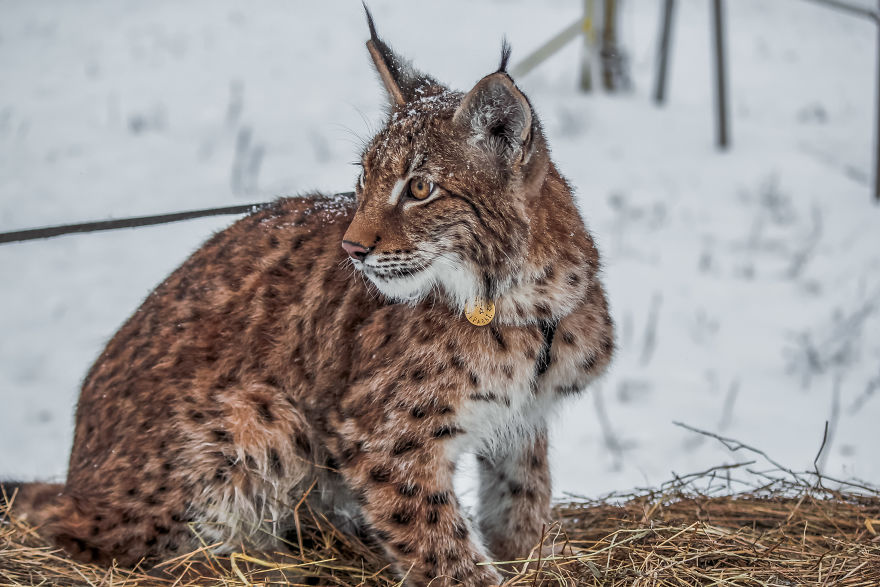 I Adopted Two Lynxes From A Fur Farm, Now I Live With 2 Big 'Cats,' 8 Dogs, And 3 Horses I Adopted Two Lynxes From A Fur Farm, Now I Live With 2 Big 'Cats,' 8 Dogs, And 3 Horses