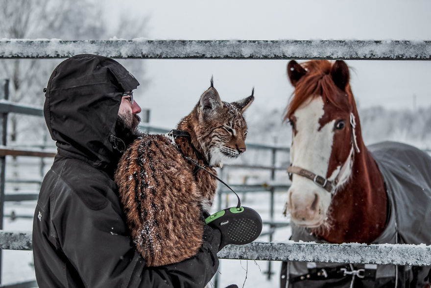 I Adopted Two Lynxes From A Fur Farm, Now I Live With 2 Big 'Cats,' 8 Dogs, And 3 Horses I Adopted Two Lynxes From A Fur Farm, Now I Live With 2 Big 'Cats,' 8 Dogs, And 3 Horses
