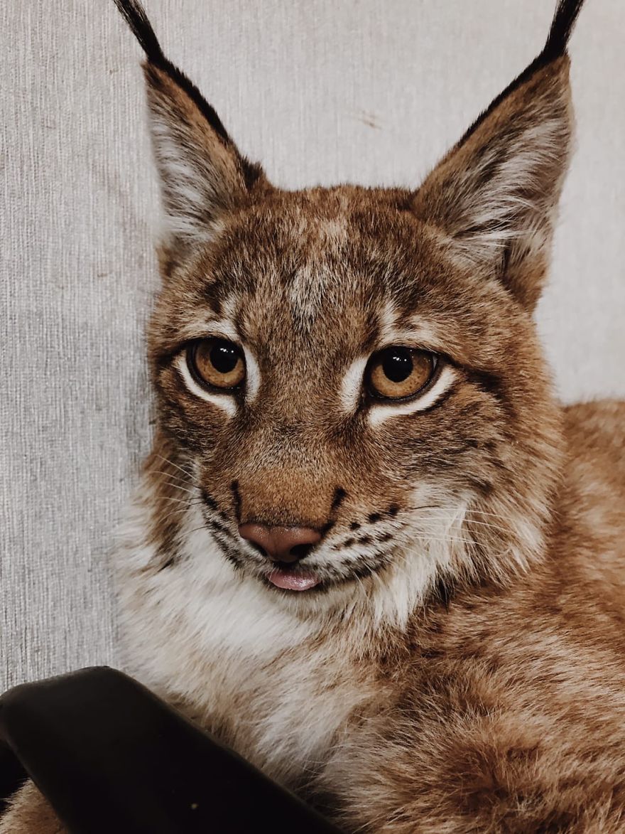 I Adopted Two Lynxes From A Fur Farm, Now I Live With 2 Big 'Cats,' 8 Dogs, And 3 Horses I Adopted Two Lynxes From A Fur Farm, Now I Live With 2 Big 'Cats,' 8 Dogs, And 3 Horses