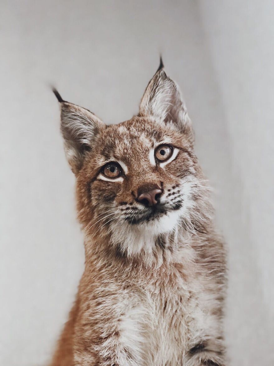I Adopted Two Lynxes From A Fur Farm, Now I Live With 2 Big 'Cats,' 8 Dogs, And 3 Horses I Adopted Two Lynxes From A Fur Farm, Now I Live With 2 Big 'Cats,' 8 Dogs, And 3 Horses