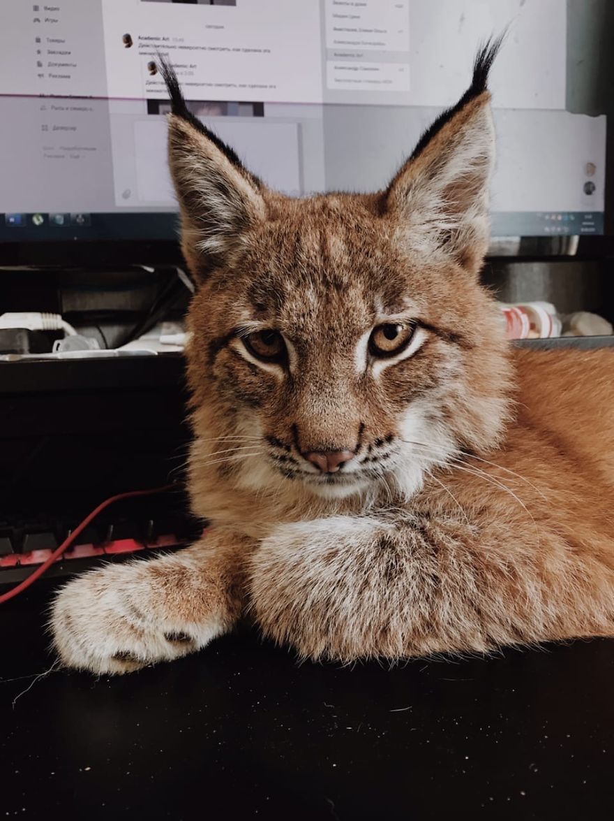 I Adopted Two Lynxes From A Fur Farm, Now I Live With 2 Big 'Cats,' 8 Dogs, And 3 Horses I Adopted Two Lynxes From A Fur Farm, Now I Live With 2 Big 'Cats,' 8 Dogs, And 3 Horses