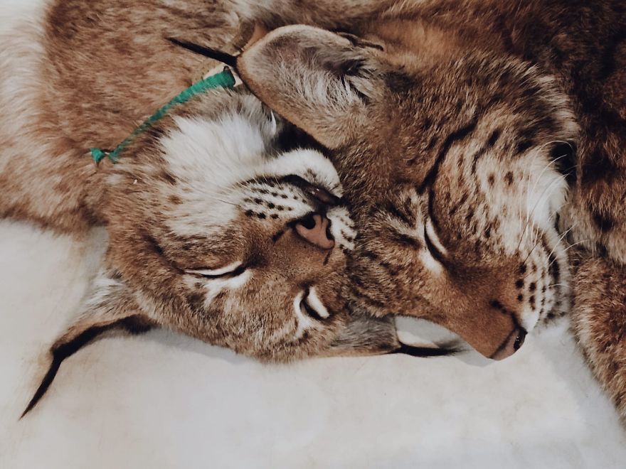 I Adopted Two Lynxes From A Fur Farm, Now I Live With 2 Big 'Cats,' 8 Dogs, And 3 Horses I Adopted Two Lynxes From A Fur Farm, Now I Live With 2 Big 'Cats,' 8 Dogs, And 3 Horses