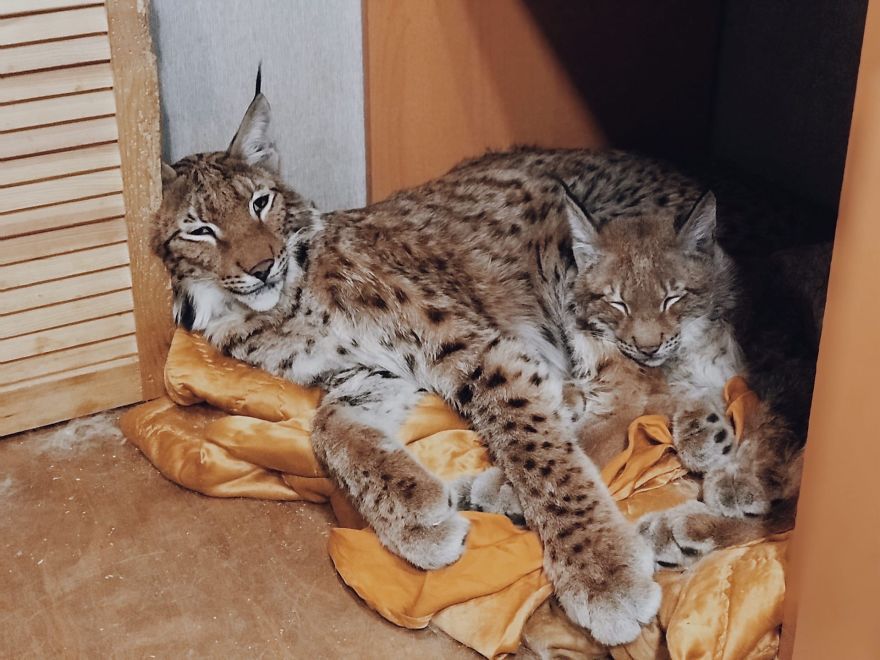 I Adopted Two Lynxes From A Fur Farm, Now I Live With 2 Big 'Cats,' 8 Dogs, And 3 Horses I Adopted Two Lynxes From A Fur Farm, Now I Live With 2 Big 'Cats,' 8 Dogs, And 3 Horses