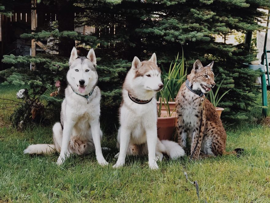 I Adopted Two Lynxes From A Fur Farm, Now I Live With 2 Big 'Cats,' 8 Dogs, And 3 Horses I Adopted Two Lynxes From A Fur Farm, Now I Live With 2 Big 'Cats,' 8 Dogs, And 3 Horses