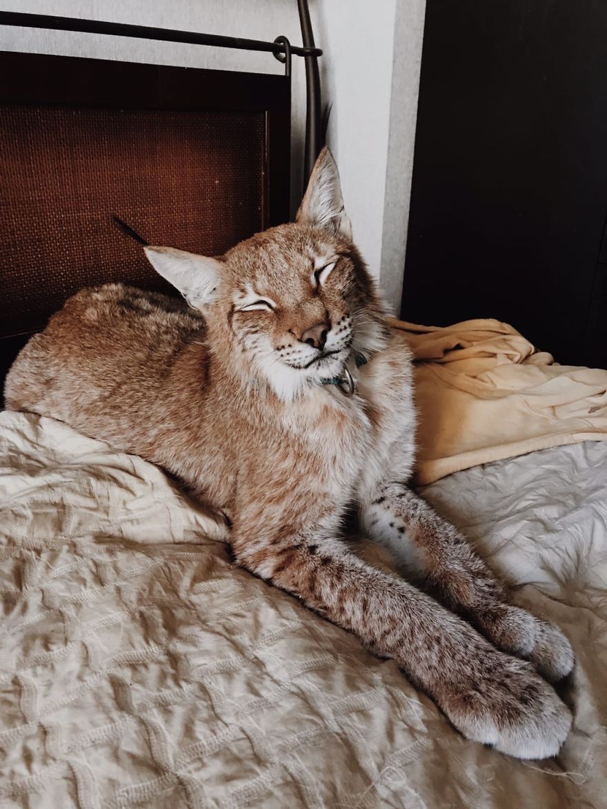 I Adopted Two Lynxes From A Fur Farm, Now I Live With 2 Big 'Cats,' 8 Dogs, And 3 Horses I Adopted Two Lynxes From A Fur Farm, Now I Live With 2 Big 'Cats,' 8 Dogs, And 3 Horses
