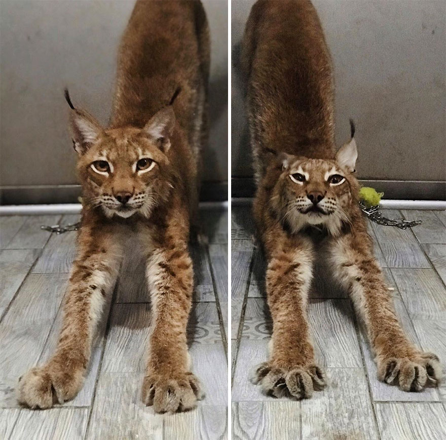 I Adopted Two Lynxes From A Fur Farm, Now I Live With 2 Big 'Cats,' 8 Dogs, And 3 Horses I Adopted Two Lynxes From A Fur Farm, Now I Live With 2 Big 'Cats,' 8 Dogs, And 3 Horses
