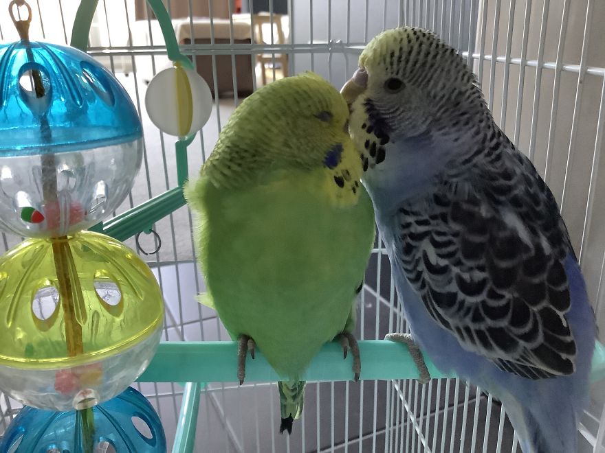 I Take So Many Photos Of My Budgies, And Here Are A Few Favorites! I Take So Many Photos Of My Budgies, And Here Are A Few Favorites!