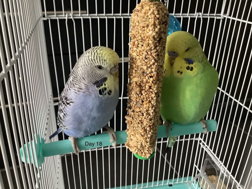 I Take So Many Photos Of My Budgies, And Here Are A Few Favorites! I Take So Many Photos Of My Budgies, And Here Are A Few Favorites!