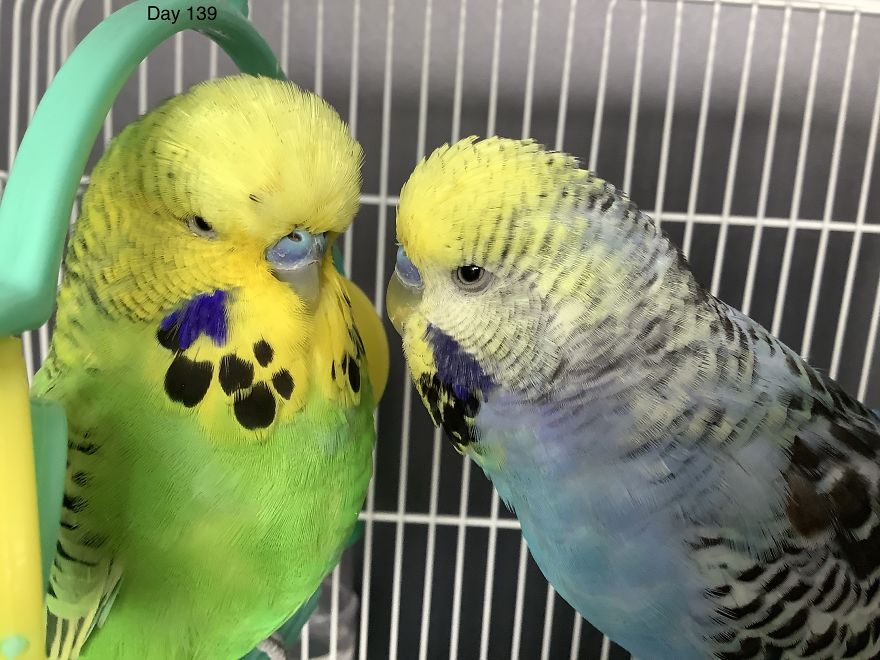 I Take So Many Photos Of My Budgies, And Here Are A Few Favorites! I Take So Many Photos Of My Budgies, And Here Are A Few Favorites!
