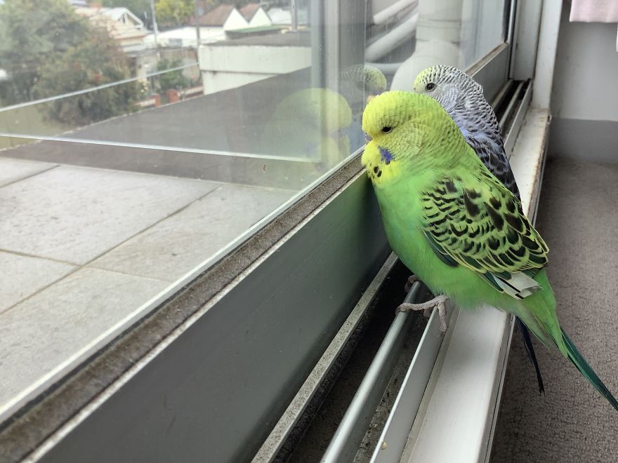 I Take So Many Photos Of My Budgies, And Here Are A Few Favorites! I Take So Many Photos Of My Budgies, And Here Are A Few Favorites!
