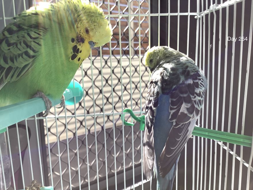 I Take So Many Photos Of My Budgies, And Here Are A Few Favorites!