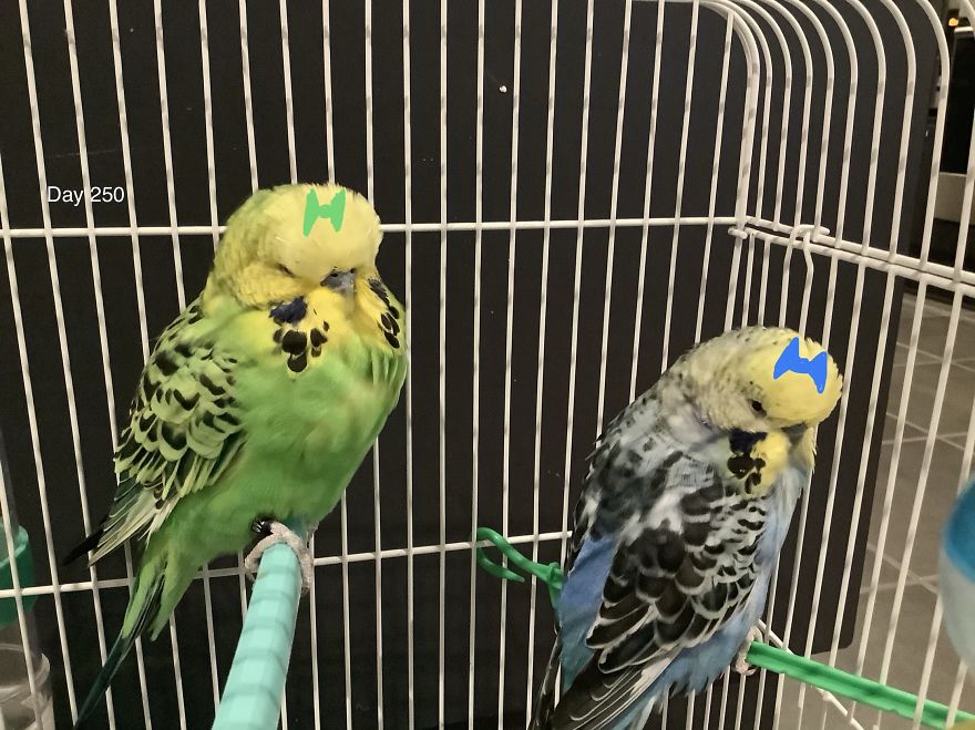 I Take So Many Photos Of My Budgies, And Here Are A Few Favorites! I Take So Many Photos Of My Budgies, And Here Are A Few Favorites!