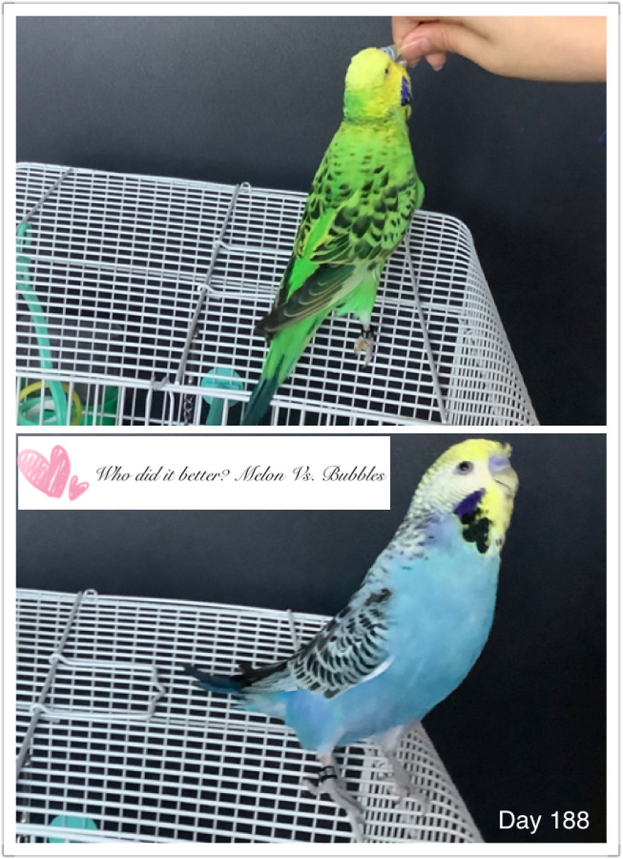 I Take So Many Photos Of My Budgies, And Here Are A Few Favorites! I Take So Many Photos Of My Budgies, And Here Are A Few Favorites!