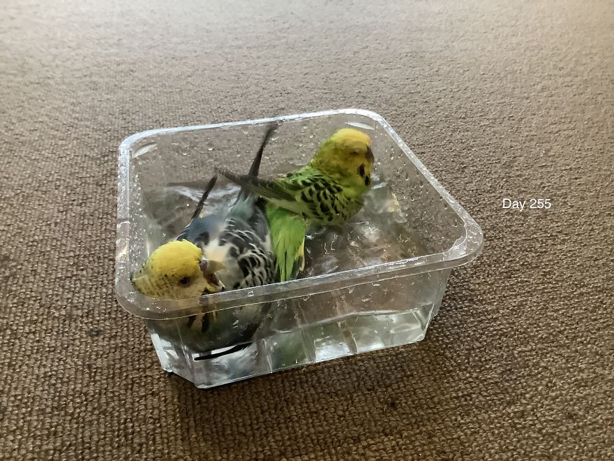 I Take So Many Photos Of My Budgies, And Here Are A Few Favorites!