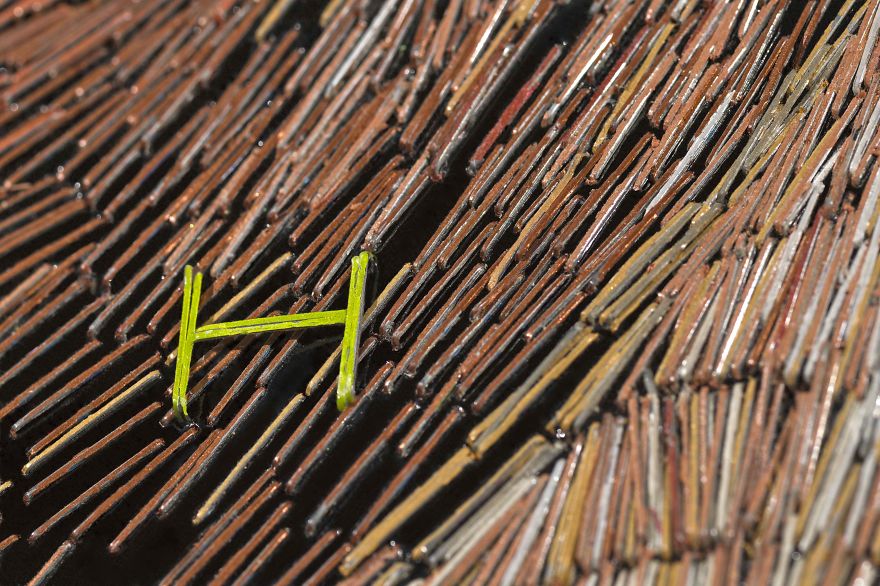 I Used 75,738 Staples To Create A Portrait Of The Family Dog.