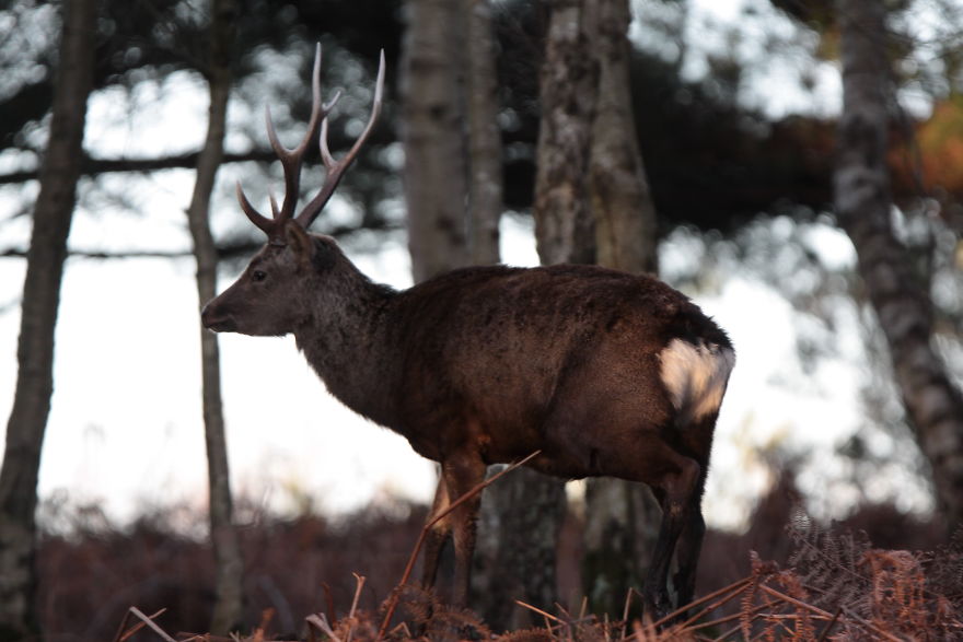 Images Of Dorset Images Of Dorset