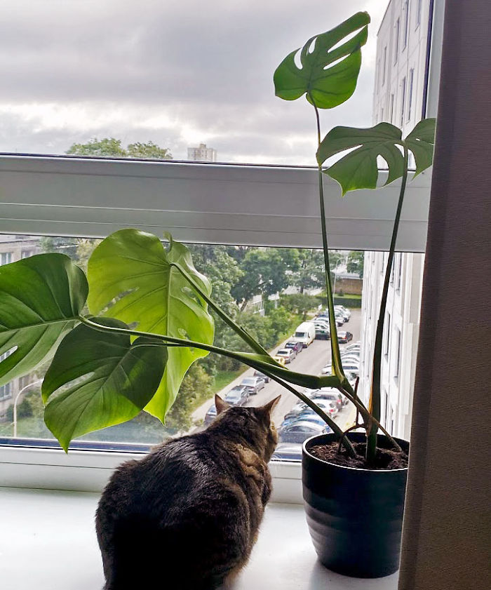 My Friend Gifted Me A Baby Monstera A Few Months Ago And It's So Big Already! I Love How It Looks At My Home