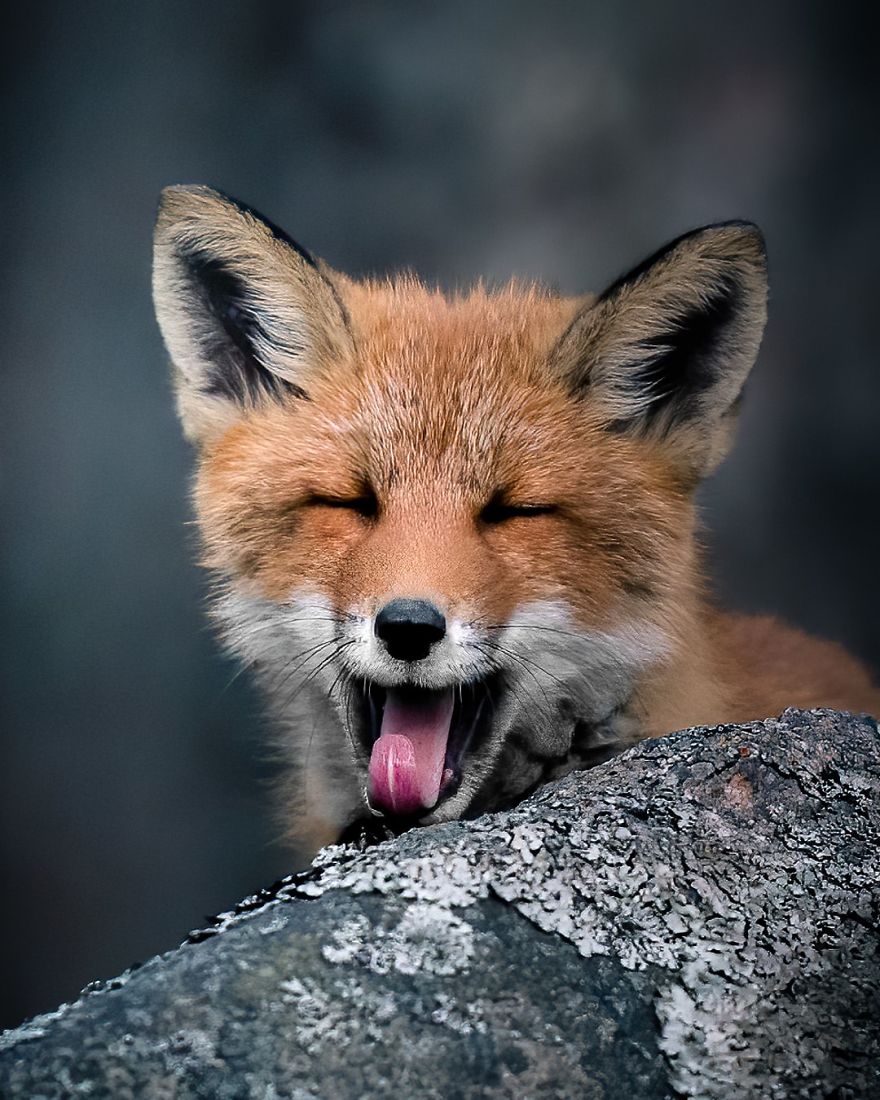 Wildlife-Photography-Red-Foxes-Finland-Ian-Granstrom